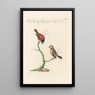 Saverio Manetti - Ornithologia methodice digesta Pl309.webp