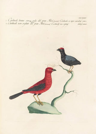 Saverio Manetti - Ornithologia methodice digesta Pl317.webp