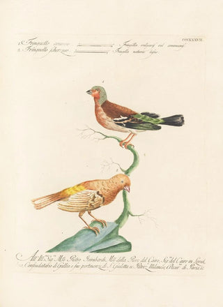 Saverio Manetti - Ornithologia methodice digesta Pl319.webp