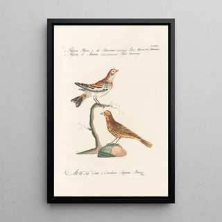 Saverio Manetti - Ornithologia methodice digesta Pl324.webp