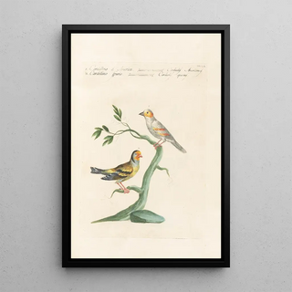 Saverio Manetti - Ornithologia methodice digesta Pl337.webp