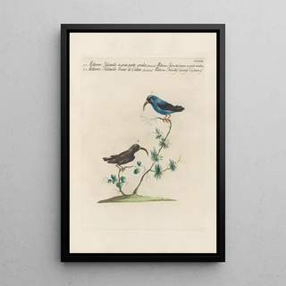 Saverio Manetti - Ornithologia methodice digesta Pl389.webp