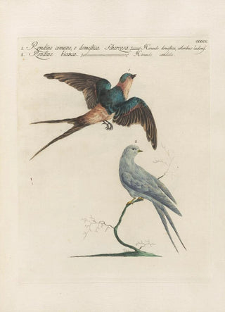 Saverio Manetti - Ornithologia methodice digesta Pl392.webp