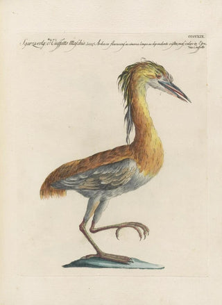 Saverio Manetti - Ornithologia methodice digesta Pl401.webp