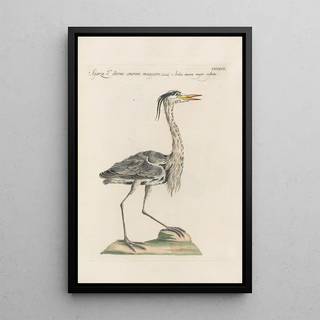 Saverio Manetti - Ornithologia methodice digesta Pl409.webp