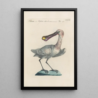 Saverio Manetti - Ornithologia methodice digesta Pl420.webp