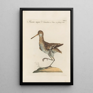 Saverio Manetti - Ornithologia methodice digesta Pl428.webp