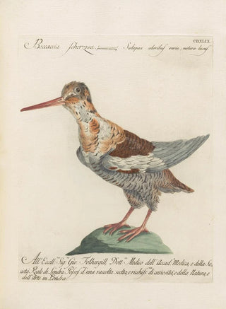 Saverio Manetti - Ornithologia methodice digesta Pl431.webp