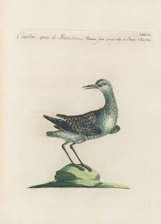 Saverio Manetti - Ornithologia methodice digesta Pl438.webp