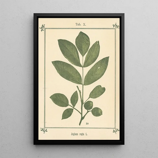 Sebastian Kneipp - Plantatlas to My watercure Pl30.webp