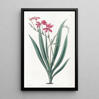 Sydenham Edwards - Bloodspotted Anomatheca.webp