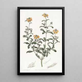 Sydenham Edwards - Bluntleaved Gastrolobium.webp