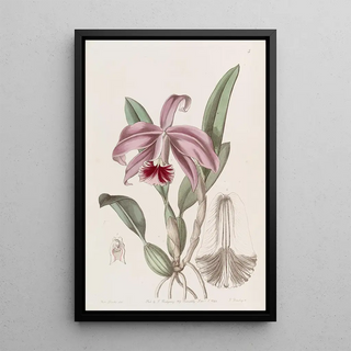 Sydenham Edwards - Bordered Dwarf Cattleya.webp