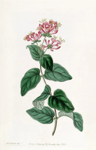 Sydenham Edwards - Bristly Honeysuckle.webp