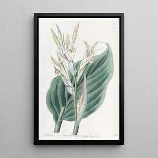 Sydenham Edwards - Canna of Laguna.webp