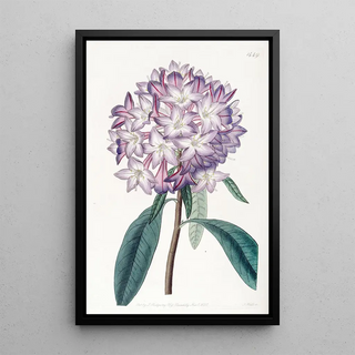 Sydenham Edwards - Cartons Rhododendron.webp