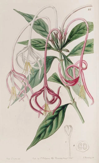 Sydenham Edwards - Changeable Posoquery.webp