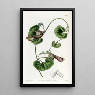 Sydenham Edwards - Chilian Birthwort.webp