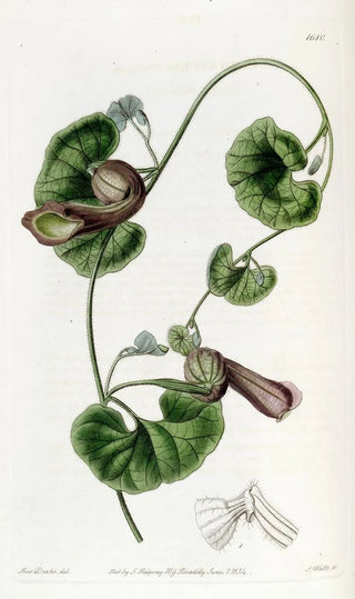 Sydenham Edwards - Chilian Birthwort.webp