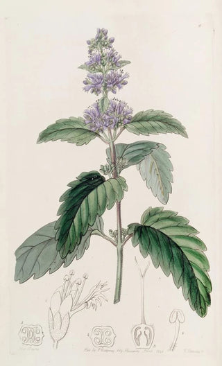 Sydenham Edwards - Chinese Beardwort.webp