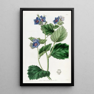 Sydenham Edwards - Clammy Eutoca.webp