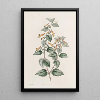 Sydenham Edwards - Coarsehaired Cuphea.webp