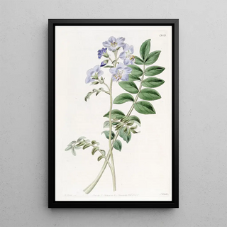 Sydenham Edwards - Common Greek Valerian Hairy variety.webp