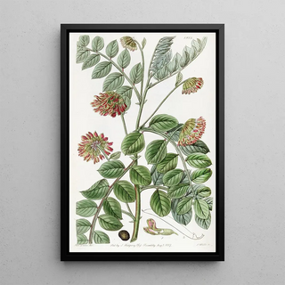 Sydenham Edwards - Creepingrooted Hosackia.webp