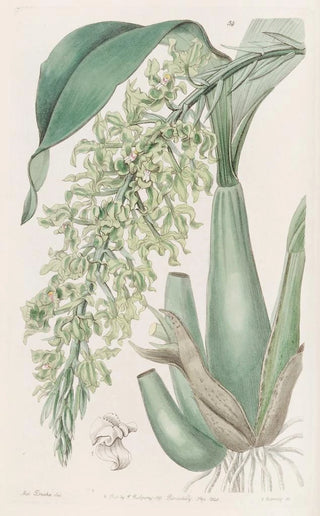 Sydenham Edwards - Crisped Sweetscented Rodriguezia.webp