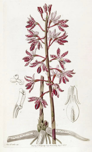 Sydenham Edwards - Dotted Dipodium.webp