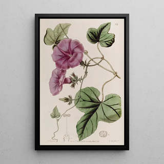 Sydenham Edwards - Figleaved Ipomaea.webp