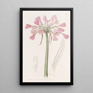 Sydenham Edwards - Fleshcoloured Calostemma.webp