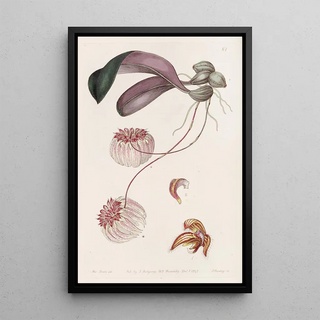 Sydenham Edwards - Goldedged Cirrhopetalum.webp