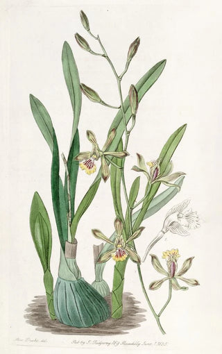 Sydenham Edwards - Graceful Epidendrum.webp