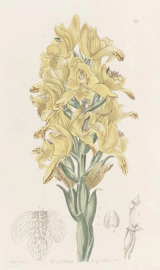 Sydenham Edwards - Greenveined Chloraea.webp