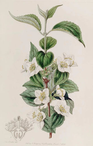 Sydenham Edwards - Hairy Syringa.webp