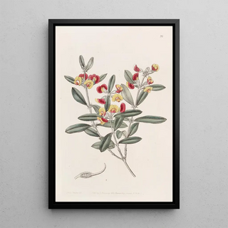 Sydenham Edwards - Headed Oxylobium.webp