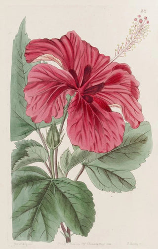 Sydenham Edwards - Hibiscus Cameronifulgens.webp