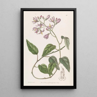 Sydenham Edwards - Hookpetalled Solanum.webp