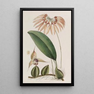 Sydenham Edwards - Insular Cirrhopetalum.webp