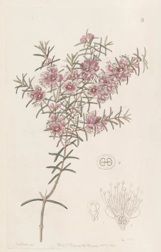 Sydenham Edwards - Larger Peach Myrtle.webp