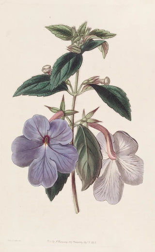 Sydenham Edwards - Longflowered Achimenes.webp