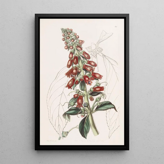 Sydenham Edwards - Longleaved Gesnera.webp