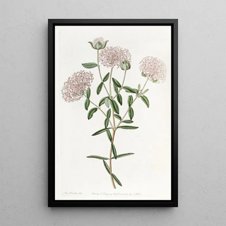 Sydenham Edwards - Longstalked Pimelea.webp