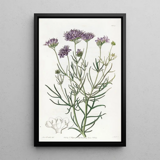 Sydenham Edwards - Milfoilleaved Gilia.webp