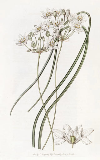 Sydenham Edwards - Milkwhite Hesperoscordum.webp
