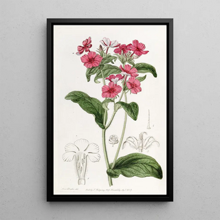 Sydenham Edwards - Mr Drummonds Phlox.webp