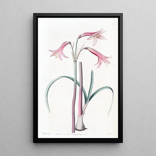 Sydenham Edwards - Mr Herberts Phycella.webp