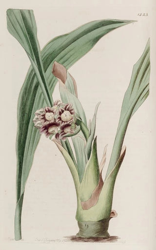 Sydenham Edwards - Nodding Tupistra.webp
