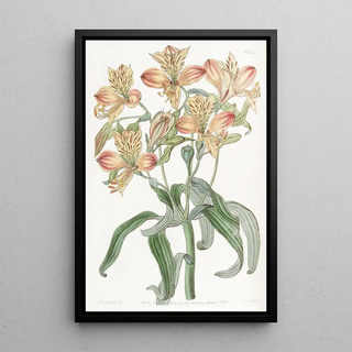 Sydenham Edwards - Orangeflowered Alstraemeria.webp